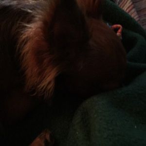 Meet your Posher, Denise